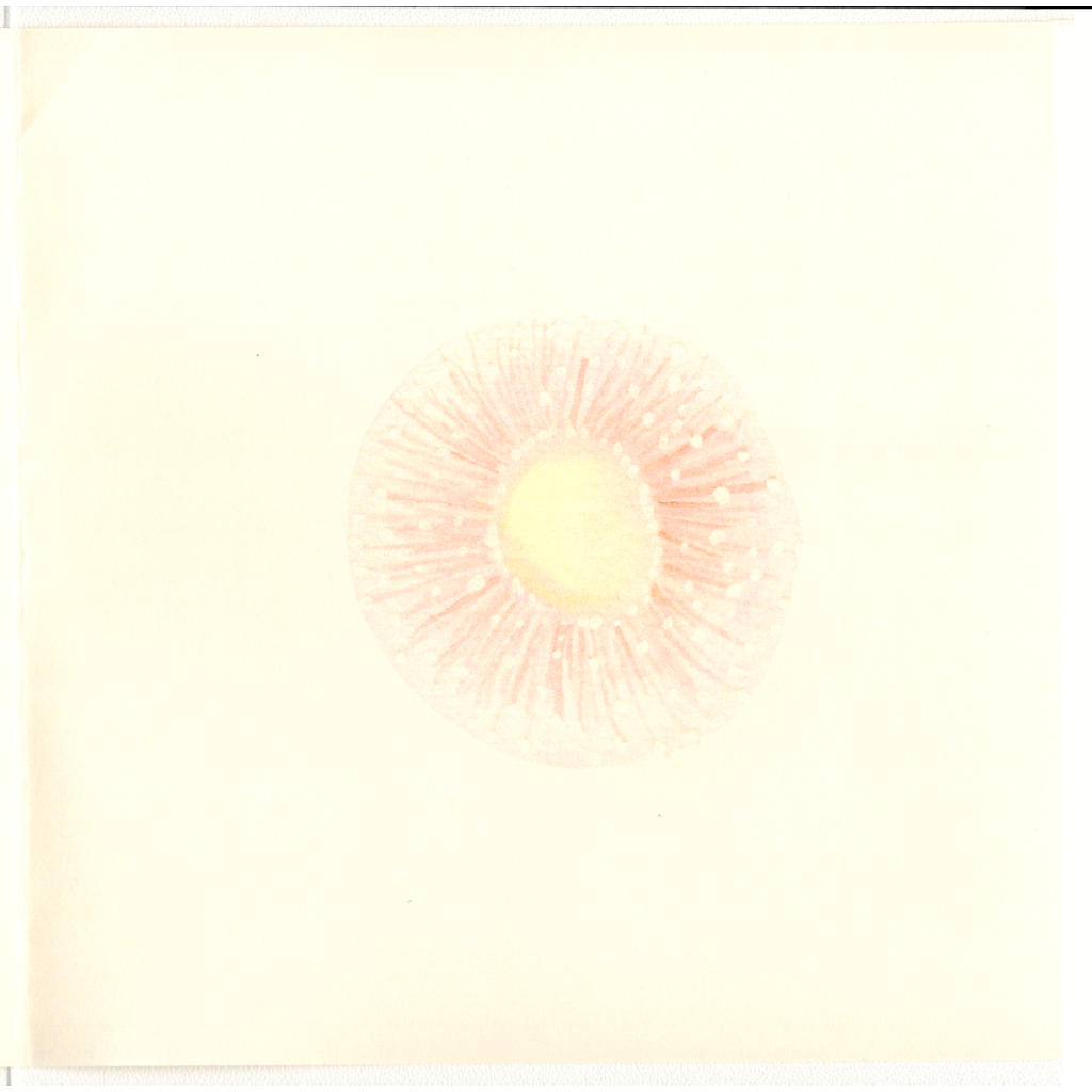 Eucalyptus Gum Blossoms Sympathy Greeting Card