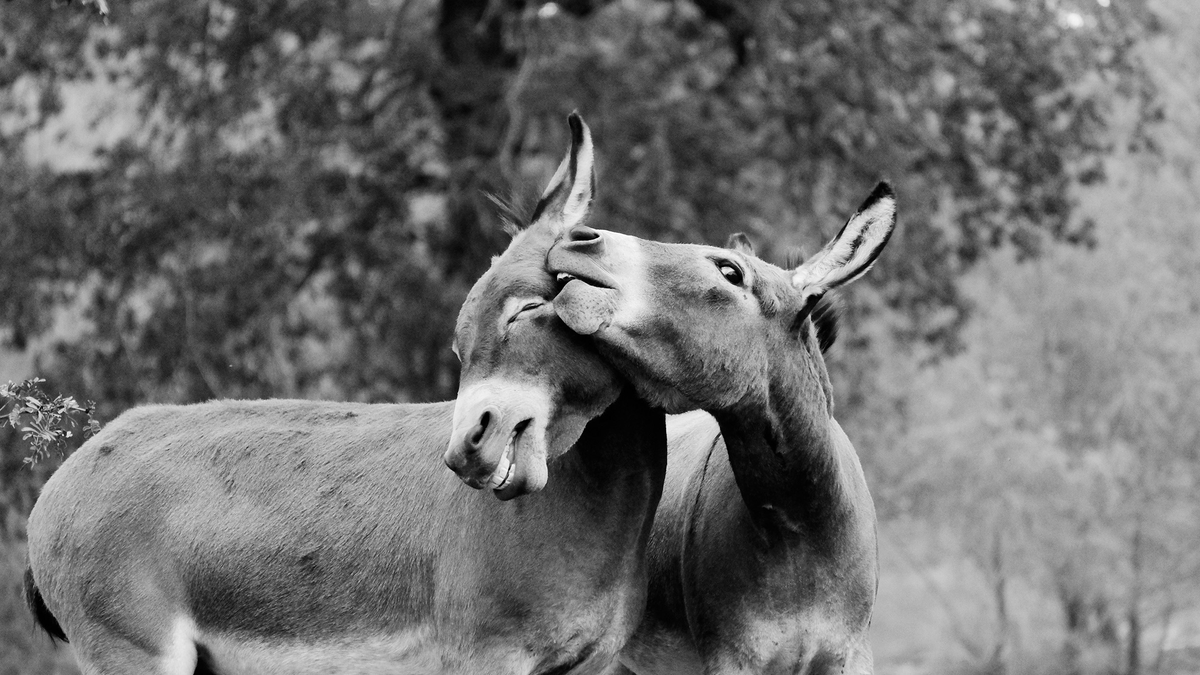 Friendship