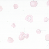 pale scattered cherries, in three, and singular - various sizes and some images showing the inside of the cherry and the cherry seed
